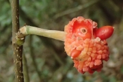 <strong>Malaisia scandens - Ramon, Laurence - 194</strong><br />© Ramon, Laurence